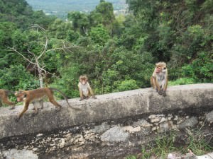 Jonny Blair saw monkeys relaxing near the Samade Meditation Buddha Statue overlooking Kurunegala in Sri Lanka