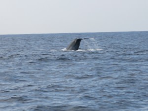Jonny Blair takes dont stop living whale watching in Sri Lanka