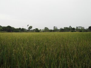 Rice fields in Kaiping China