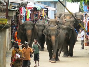 elephants parading along the streets in Pinnewala