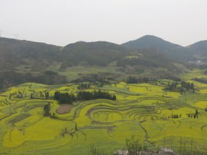 Yellow Canola Fields Luoping Yunnan China