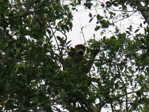 Monkeys in Borneo by Jonny Blair of Don't Stop Living