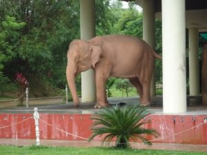pink elephant yangon myanmar