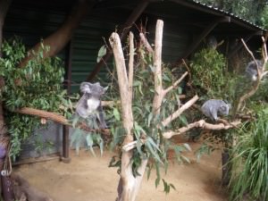 koala bears lone pine australia