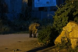 hyena feeding harar ethiopia