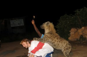 hyena jumping in Harar Ethiopia