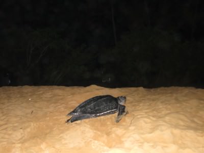 turtle watching novotel beach cayenne