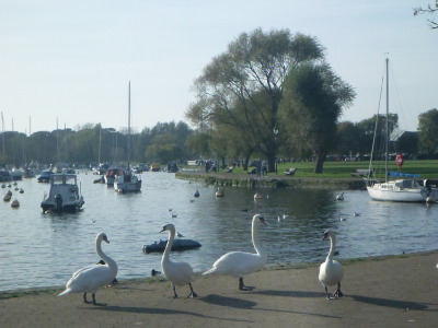 Swans by the water in Christchurch.