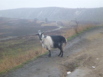 A morning goat in deepest Moldova.