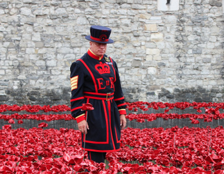 Poppies at the Tower of London, England.