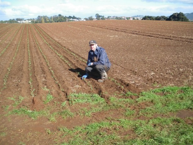 Planting Pyrethrum in Tasmania Australia 2010