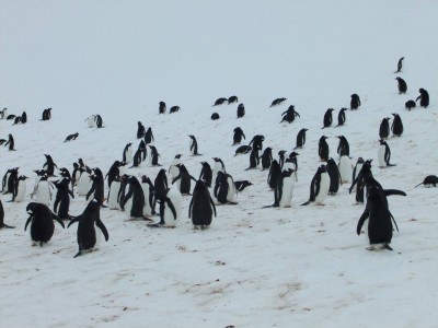 Cuverville Island, Antarctica