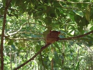 Lonely tarsier in Bohol Philippines