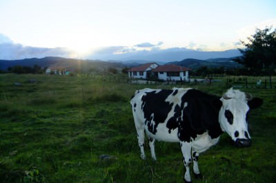 swapped his camera for a cow