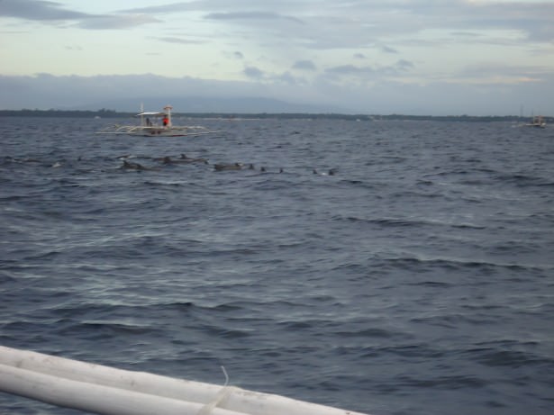 dolphin watching in Panglao with Dont Stop Living