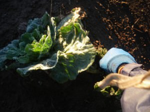 Jonny Blair cabbage weeding in Tasmania