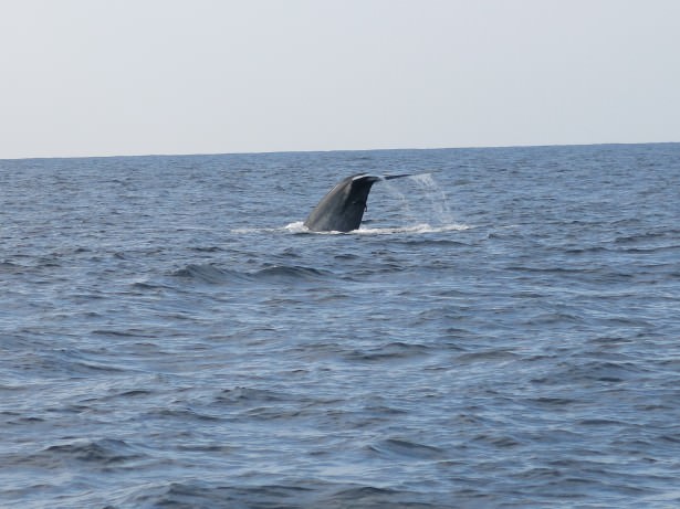 Jonny Blair takes dont stop living whale watching in Sri Lanka