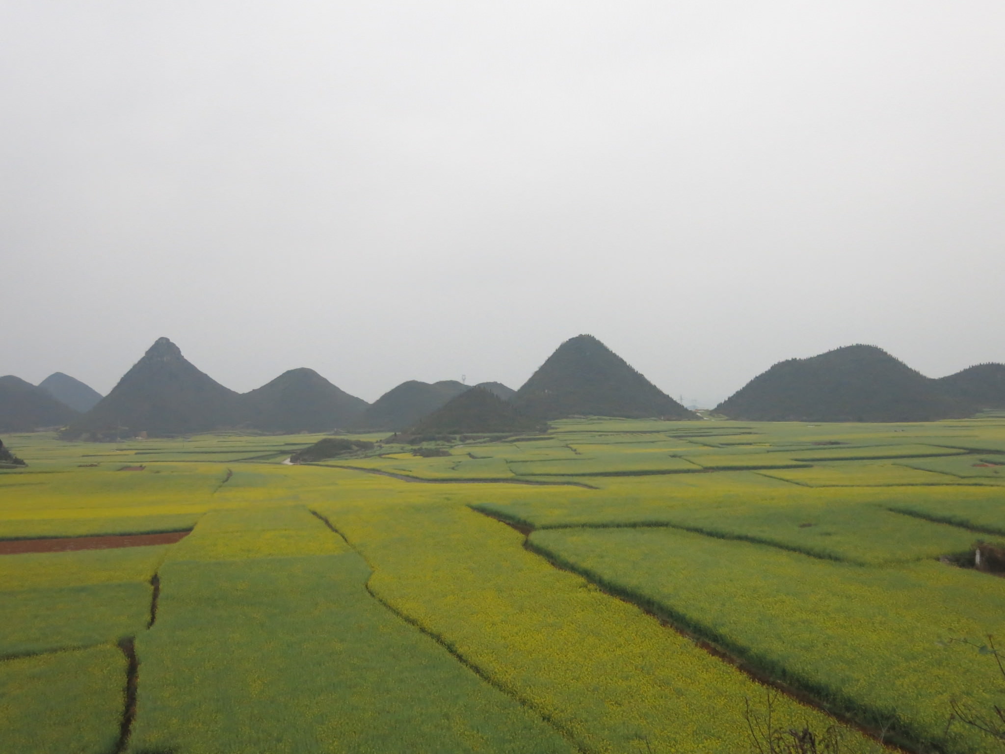 yellow fields luoping yunnan