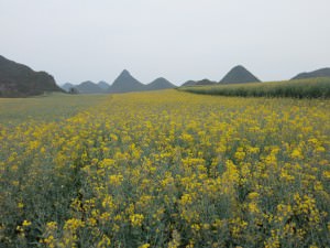 yellow fields in luoping yunnan china