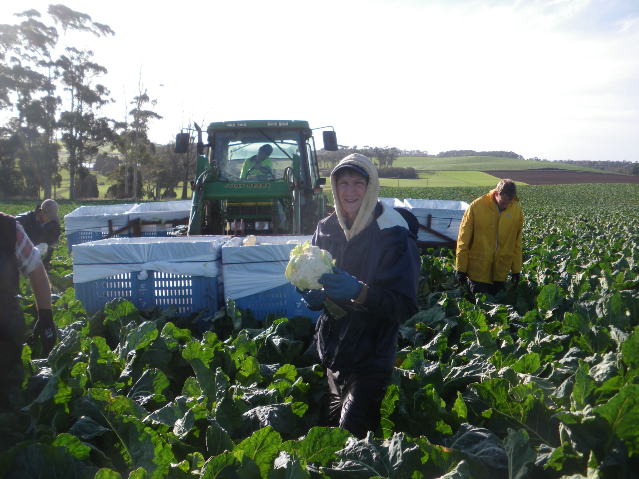 Jonny Blair's travel blog harvesting cauliflower at Ambleside Farm in Tasmania