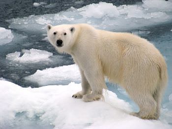 you wont find a polar bear in antarctica