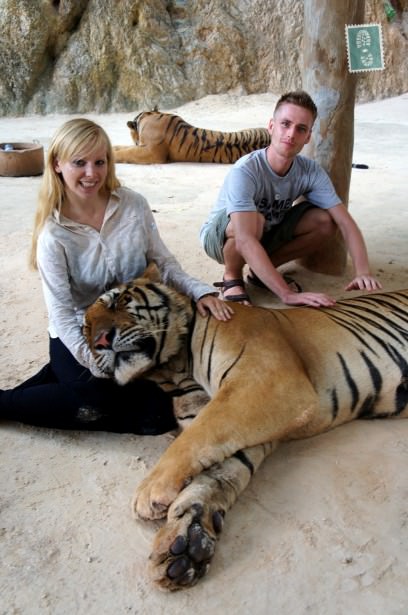 tigers in thailand