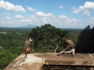 monkeys at sigiriya city on a rock sri lanka