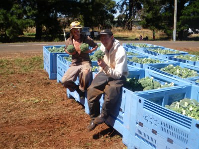 Supporting myself on the road: Broccoli farming in Tasmania