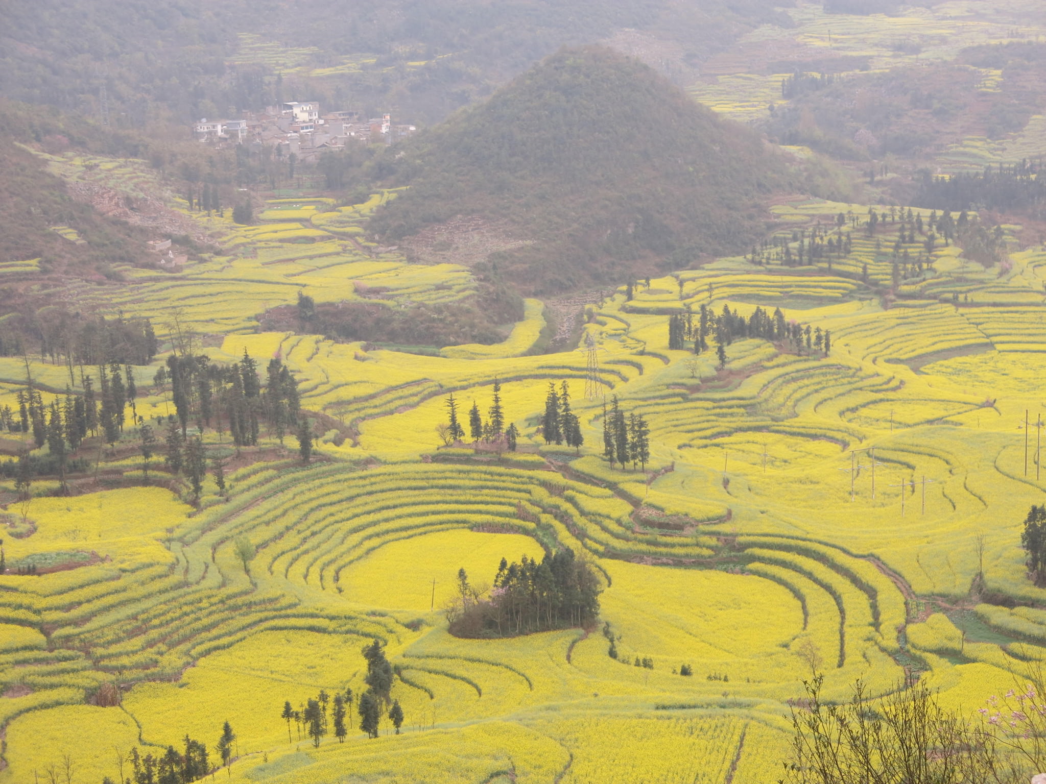 yellow canola fields in china