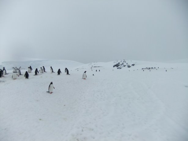 jougla point antarctica