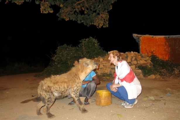 mouth to mouth hyena feeding in harar ethiopia