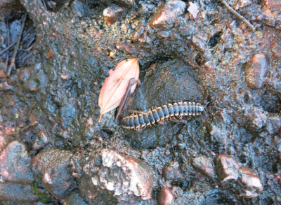A centipede at Kaieteur Falls