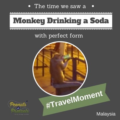 World Travellers: Liz and Josh with a PoP travel moment monkey drinking soda