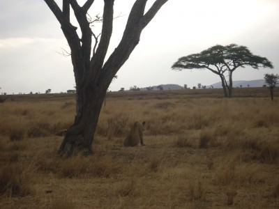 Safari in South Africa.