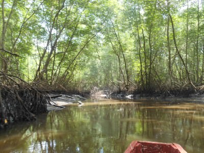 Rowing our boat through the waters of the Mangrove Forest.