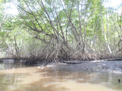 Crocodile infested waters of the Mangrove Forest in El Salvador.