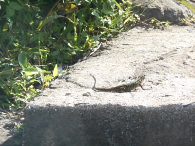 A lizard at Puerta del Diablo