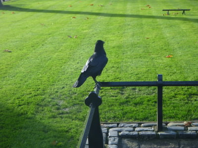 A raven at the Tower of London.