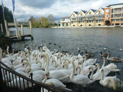 Swans by the Thames in Windsor, Berkshire.