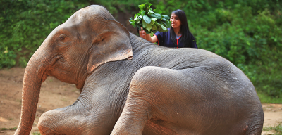 World Travellers: Aileen Adalid partaking in responsible elephant tourism in Chiang Mai.