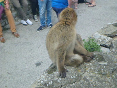 A monkey in Gibraltar
