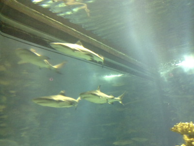 Sharks at the Aquarium in Salmiya