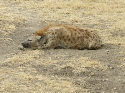Our first hyena spotting
