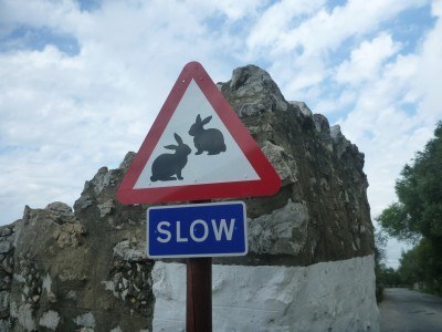Beware of the rabbits