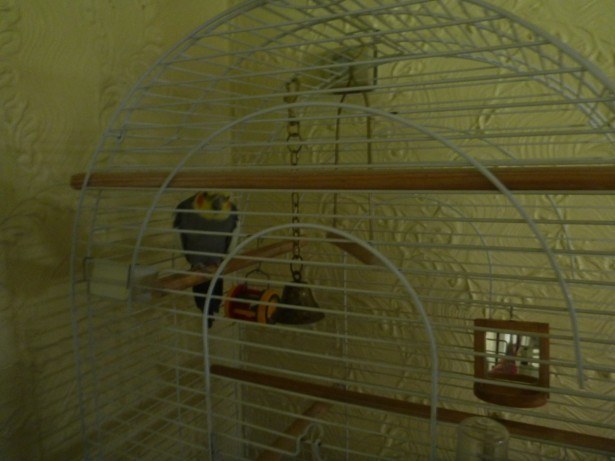 Billy the Bird in the Imperial City of Tytannia Province, Adammia