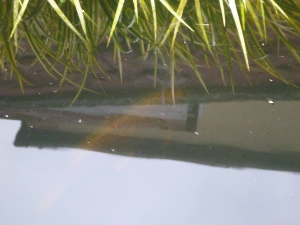 An Adammic fish