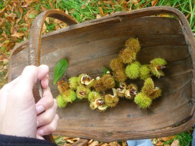 With my Foraging basket