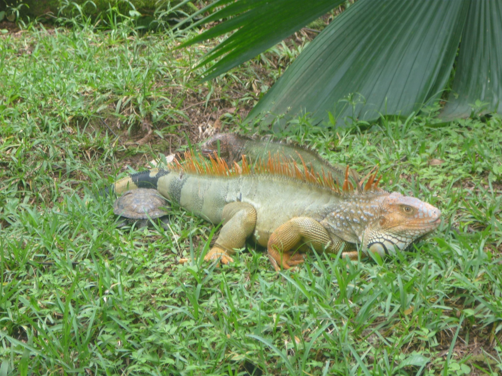 Backpacking in Costa Rica: World of Snakes, Grecia and Rescate Wildlife ...