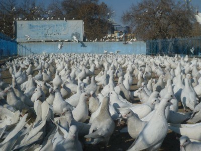 World of white pigeons