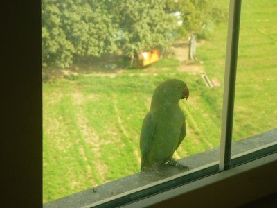 Green bird on my windowsill!